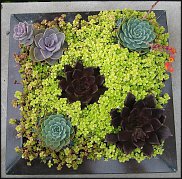 www.floristic.ru - . ́ (Succulentus)