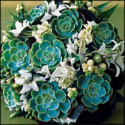 www.floristic.ru - . ́ (Succulentus)