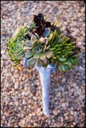 www.floristic.ru - . ́ (Succulentus)