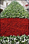 www.floristic.ru - . .      .