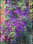 www.floristic.ru - .  (Clematis)