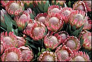 www.floristic.ru - . (Protea)