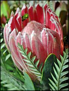 www.floristic.ru - . (Protea)