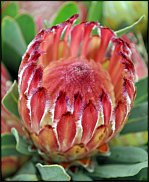 www.floristic.ru - . (Protea)