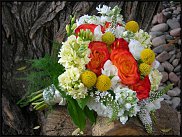 www.floristic.ru - . Craspedia globosa -  