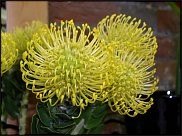 www.floristic.ru - . (Protea)