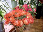 www.floristic.ru - . (Protea)