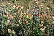www.floristic.ru - . (Protea)