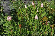 www.floristic.ru - . (Protea)