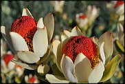 www.floristic.ru - . (Protea)