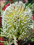 www.floristic.ru - . (Protea)