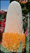 www.floristic.ru - . (Protea)