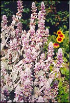 www.floristic.ru - .  (STACHYS)  