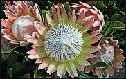 www.floristic.ru - . (Protea)