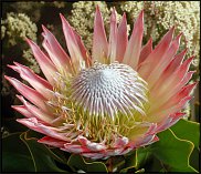 www.floristic.ru - . (Protea)