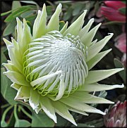 www.floristic.ru - . (Protea)