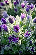 www.floristic.ru - Флористика. Сон-трава.Прострел.