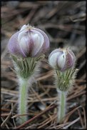 www.floristic.ru - Флористика. Сон-трава.Прострел.