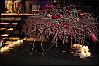 www.floristic.ru - .       "  "   13.11.2010