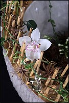 www.floristic.ru - .       "  "   13.11.2010
