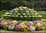 www.floristic.ru - . "Just Chrysanthemum"  )