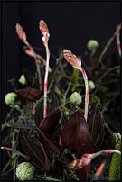www.floristic.ru - .       "  "   13.11.2010