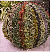 www.floristic.ru - Флористика. Суккуле́нты (Succulentus)