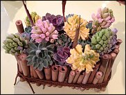 www.floristic.ru - Флористика. Суккуле́нты (Succulentus)