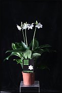 www.floristic.ru - . (Eucharis) -  .