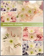 www.floristic.ru - Флористика. Эухарис(Eucharis) - амазонская лилия.