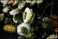 www.floristic.ru - .       "  "   13.11.2010