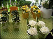 www.floristic.ru - .       - ?