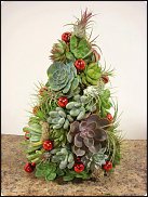 www.floristic.ru - Флористика. Суккуле́нты (Succulentus)