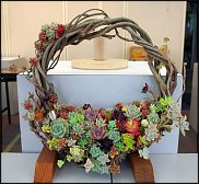 www.floristic.ru - Флористика. Суккуле́нты (Succulentus)