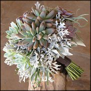 www.floristic.ru - Флористика. Суккуле́нты (Succulentus)