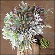 www.floristic.ru - . ́ (Succulentus)