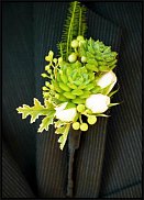 www.floristic.ru - . ́ (Succulentus)