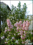 www.floristic.ru - .  