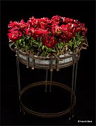 www.floristic.ru - . Tage Andersen