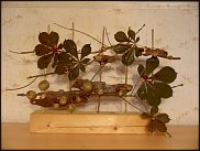 www.floristic.ru - .    !!!