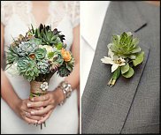 www.floristic.ru - . ́ (Succulentus)