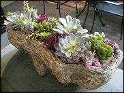 www.floristic.ru - Флористика. Суккуле́нты (Succulentus)