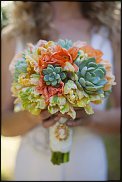 www.floristic.ru - . ́ (Succulentus)