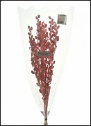www.floristic.ru - Флористика. Стабилизированные или консервированные растения - аналог искусственных цветов!