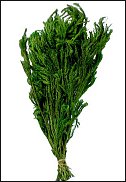 www.floristic.ru - Флористика. Стабилизированные или консервированные растения - аналог искусственных цветов!