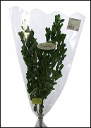 www.floristic.ru - Флористика. Стабилизированные или консервированные растения - аналог искусственных цветов!