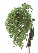 www.floristic.ru - Флористика. Стабилизированные или консервированные растения - аналог искусственных цветов!
