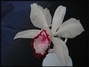 www.floristic.ru - Флористика. Стабилизированные или консервированные растения - аналог искусственных цветов!