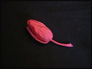 www.floristic.ru - Флористика. Стабилизированные или консервированные растения - аналог искусственных цветов!