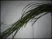 www.floristic.ru - Флористика. Стабилизированные или консервированные растения - аналог искусственных цветов!